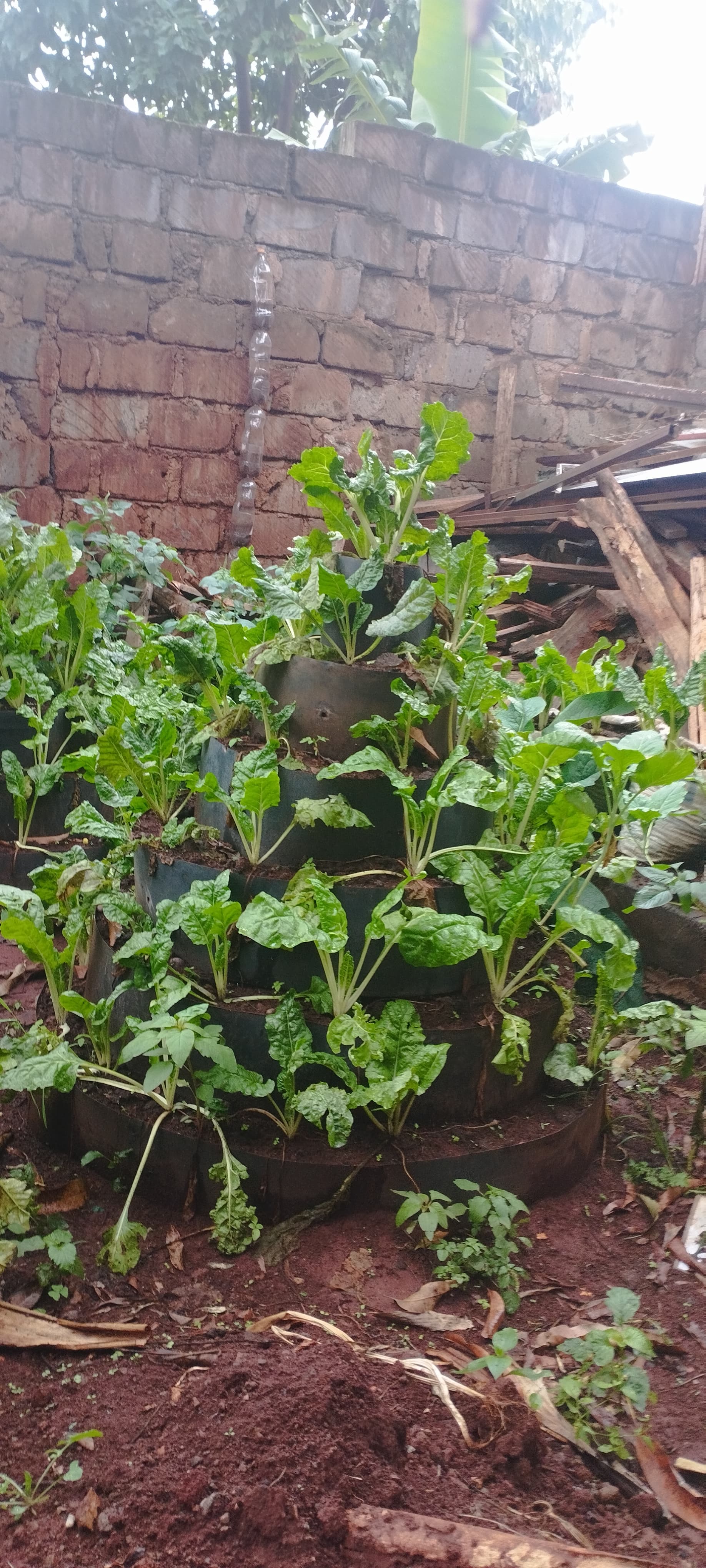 Urban Farming project