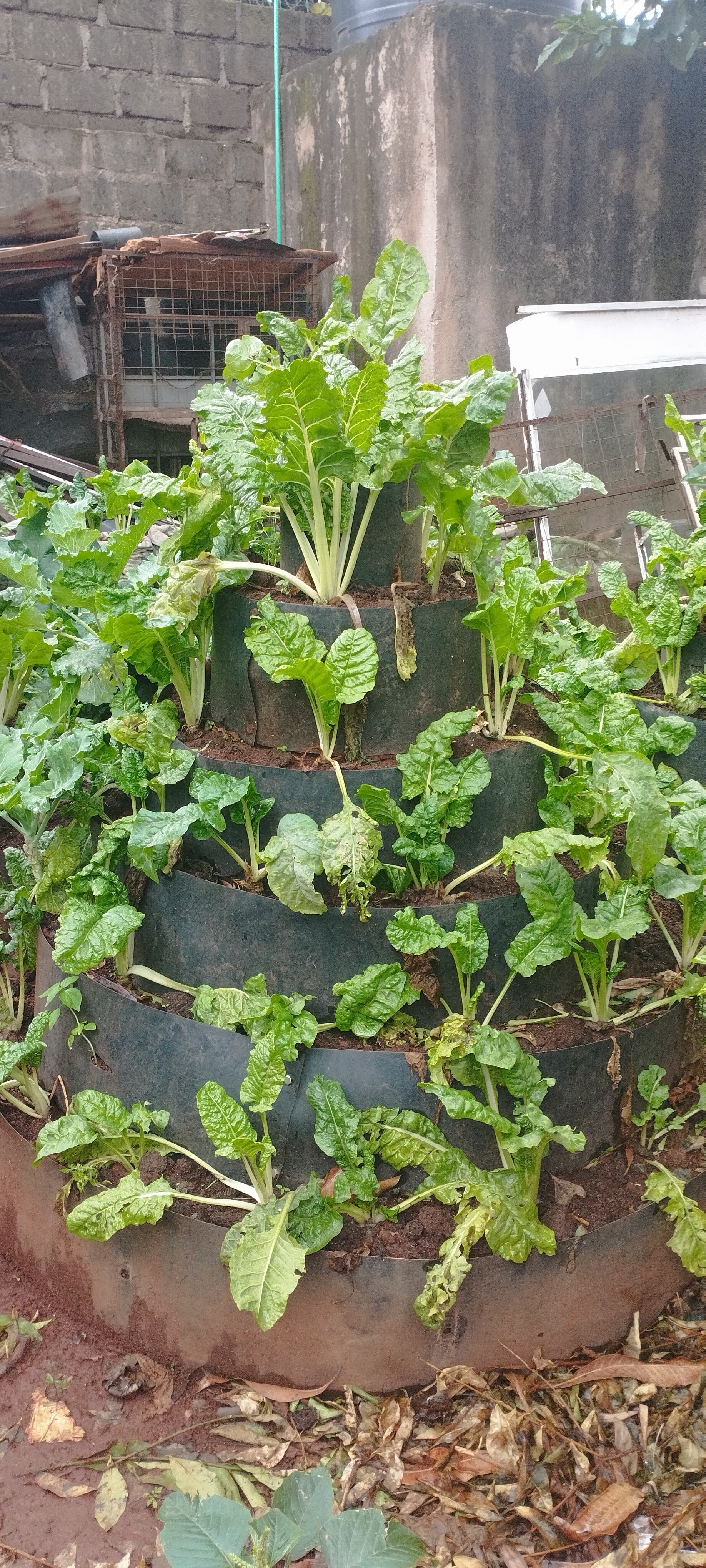 Urban Farming project - Image 4